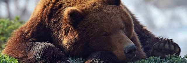 Стивен Фрай озвучил видео PETA о жестокой добыче медвежьего меха