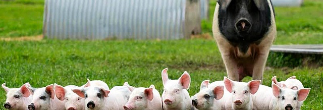 В Австралии зоозащитная организация выпустила доклад о свиноводческих фермах