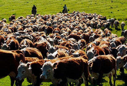 Животных на фермах слишком много, это приведет к новой пандемии