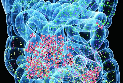 Nature: Кишечные бактерии могут повысить эффективность лечения рака