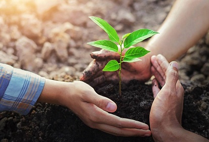 Более 100 000 деревьев высадил РусКлиматФонд в 2023 году
