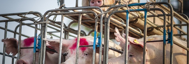 Супермаркеты Великобритании призвали прекратить продажу ветчины премиум-класса из свиней, содержащихся в клетках