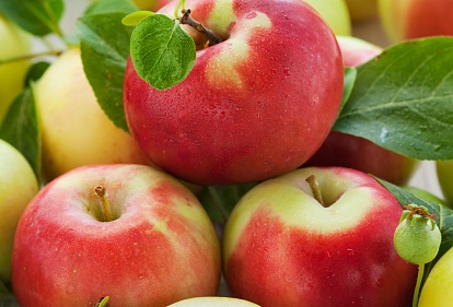 Специалисты рассказали несколько необычных фактов о яблоках
