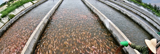 Пять причин никогда не есть рыбу, выращенную в заводских условиях