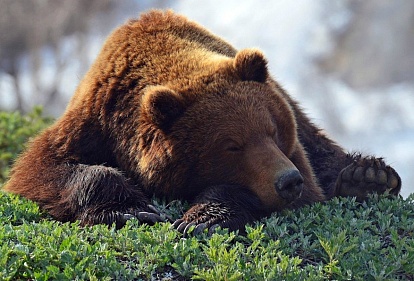 Стивен Фрай озвучил видео PETA о жестокой добыче медвежьего меха