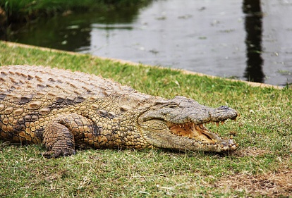 Изменение климата приводит к разливу рек и увеличению количества нападений крокодилов в Шри-Ланке